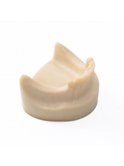 Dental Lower Jaw Teeth Missing Demonstration Model & 8 teeth  Without Gum EASYINSMILE 
