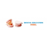 dental education model|dental models for patient education|dental patient education models 